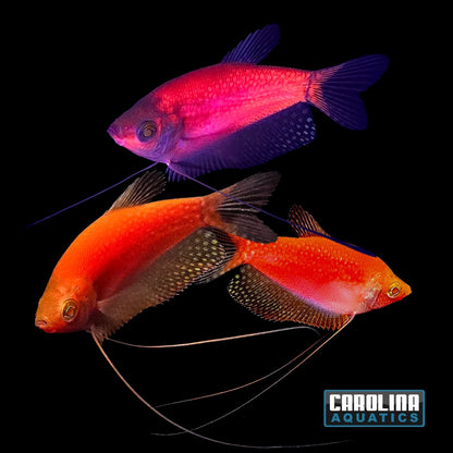 GloFish® - Pearl Gourami Starfire Red