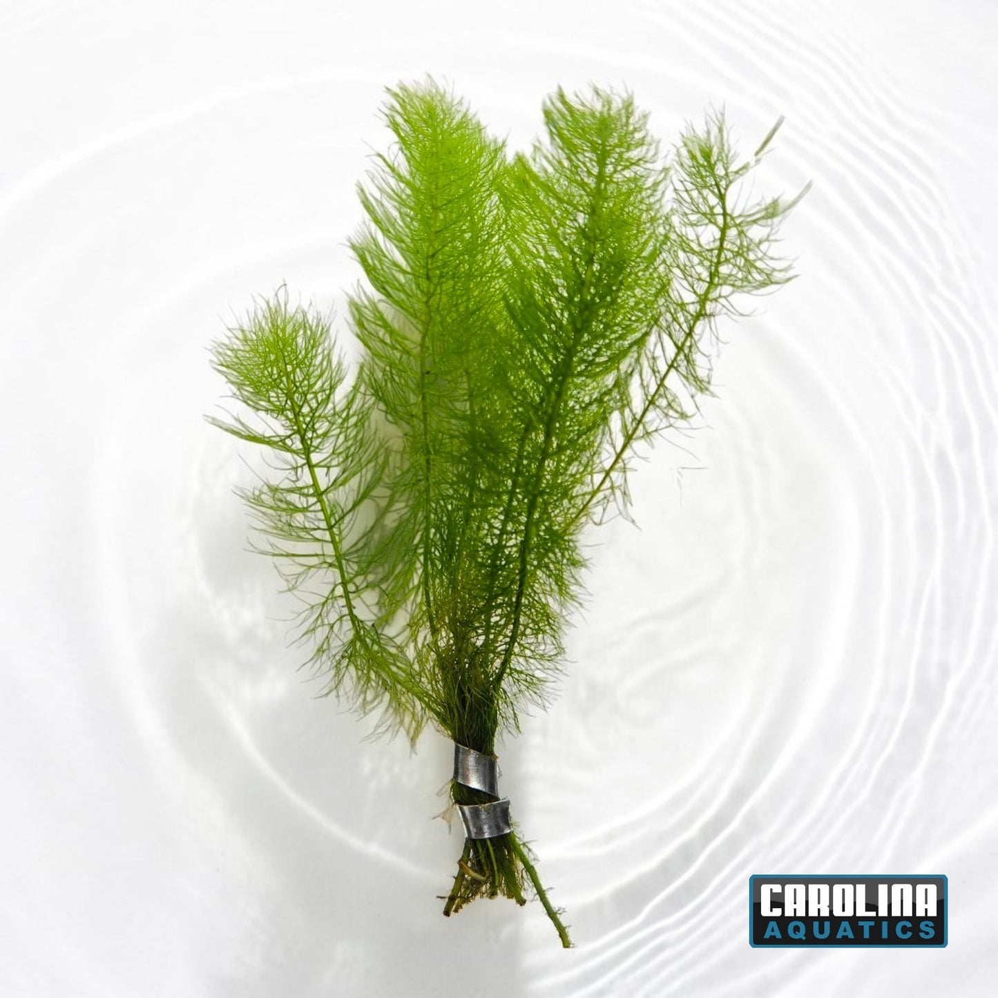 Foxtail (Myrio) Green