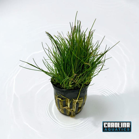 Hairgrass Dwarf Potted