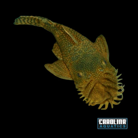 Pleco - Bushynose Wild Lg