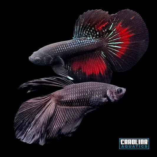 Betta - Super Delta Black Orchid