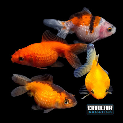 Goldfish - Pearlscale Imported