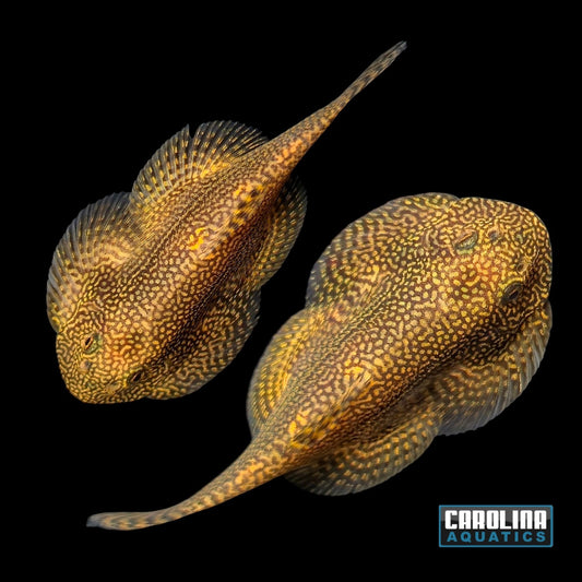 Loach -Yellow Pearl Hillstream Lg