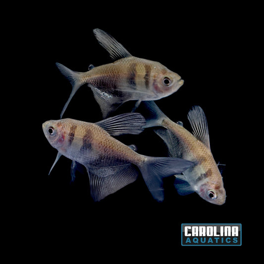 Tetra - Black Longfin