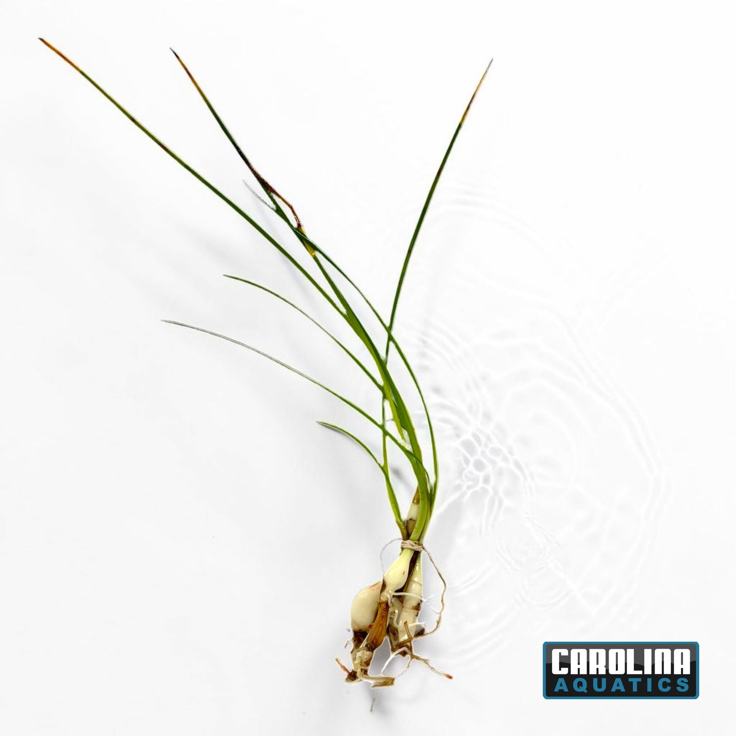 Onion Dwarf Plant
