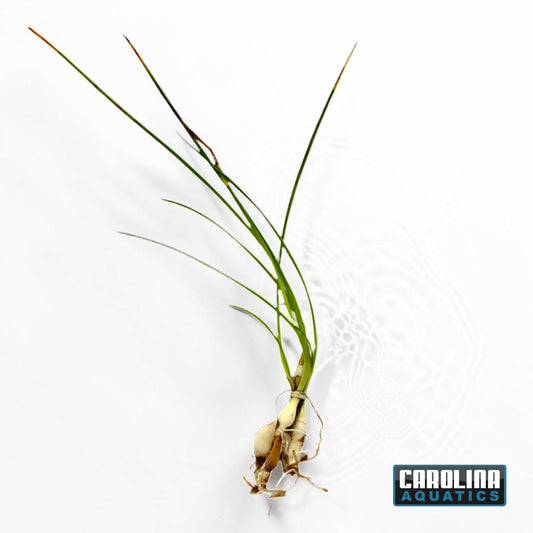 Onion Dwarf Plant
