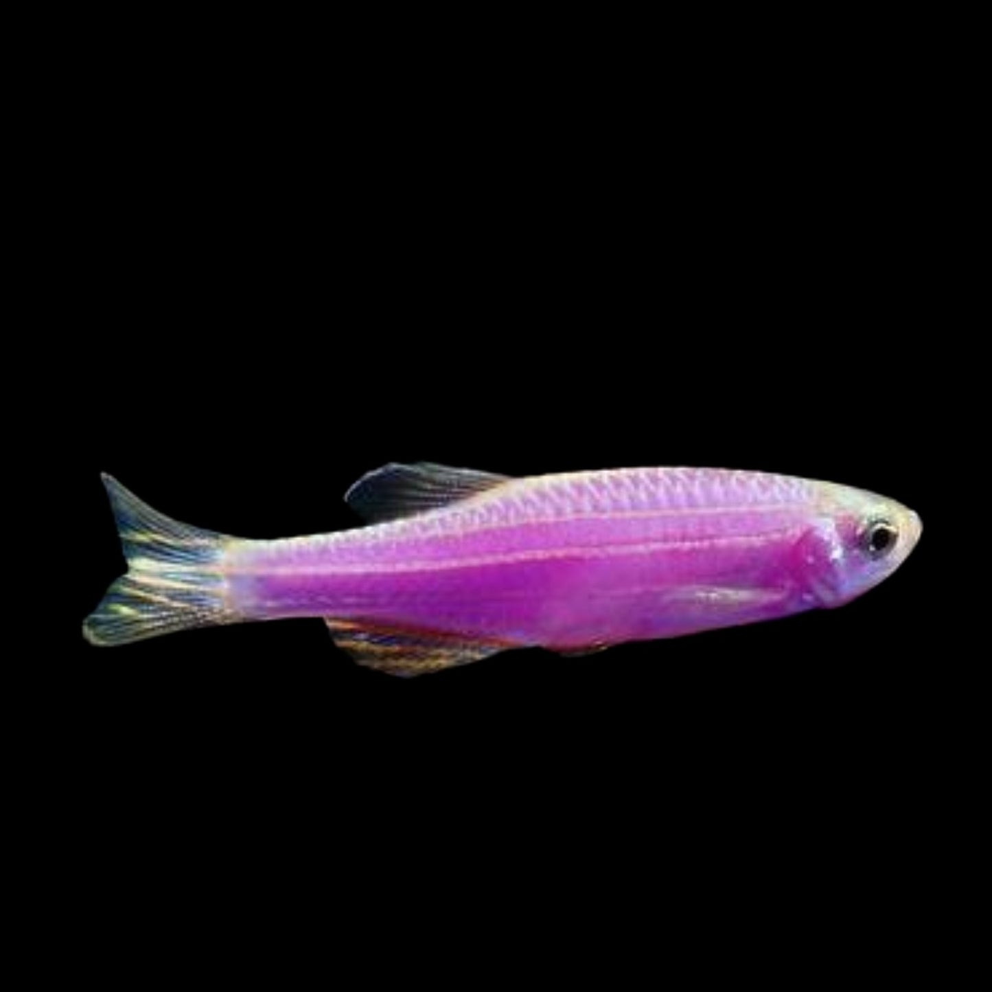 GloFish® - Danio Galactic Purple
