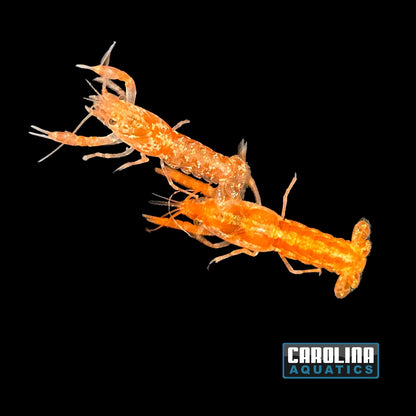 Invert - Lobster Mexican Mini Orange