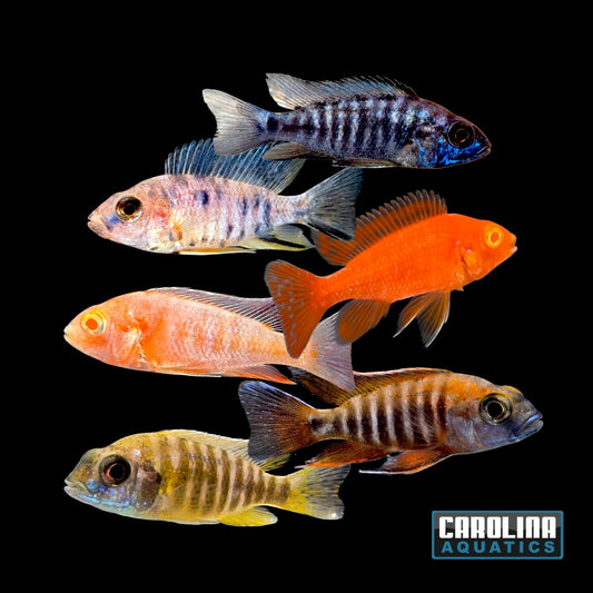 African - Peacock Fancy Mixed 2in.