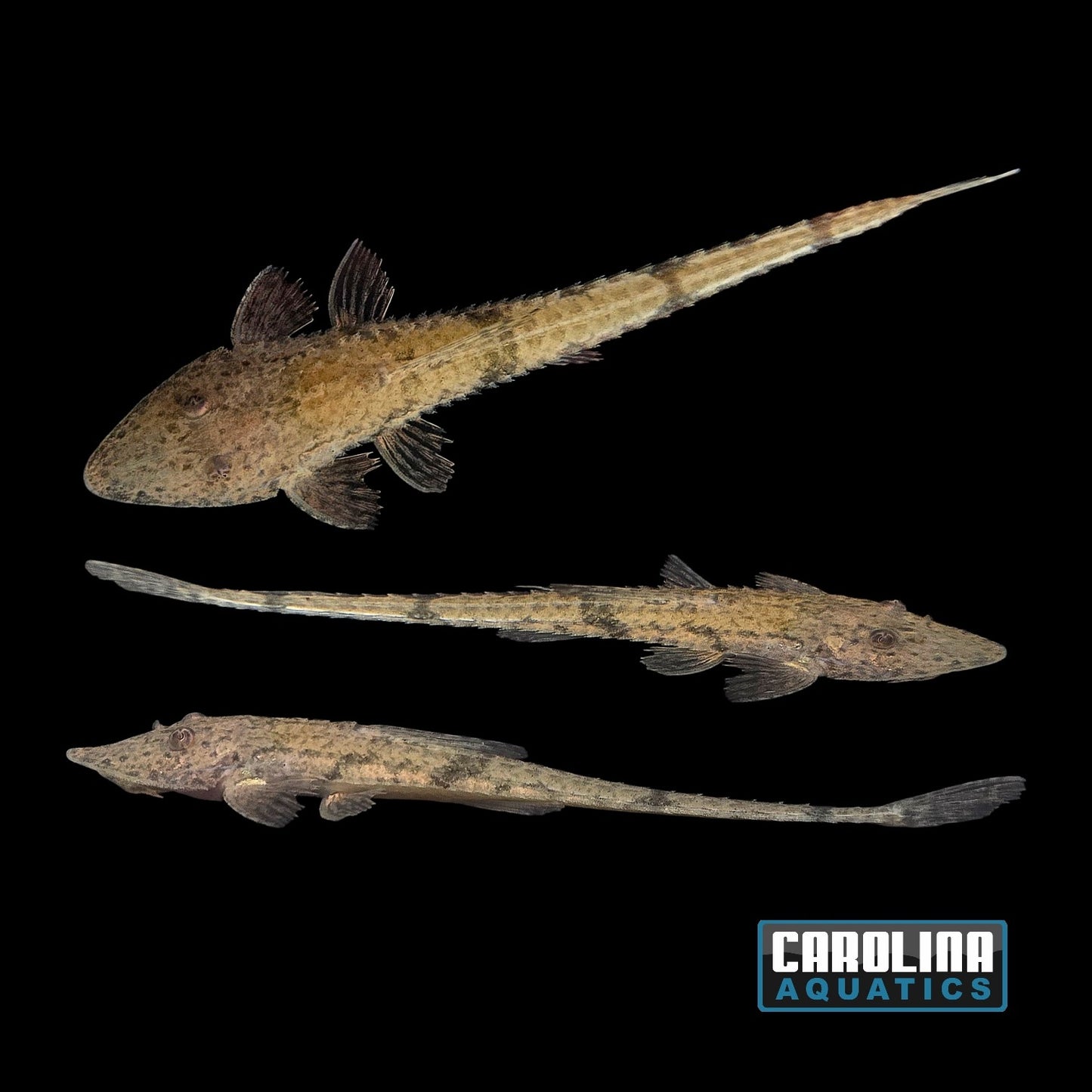 Catfish - Alligator Whiptail 3-4in