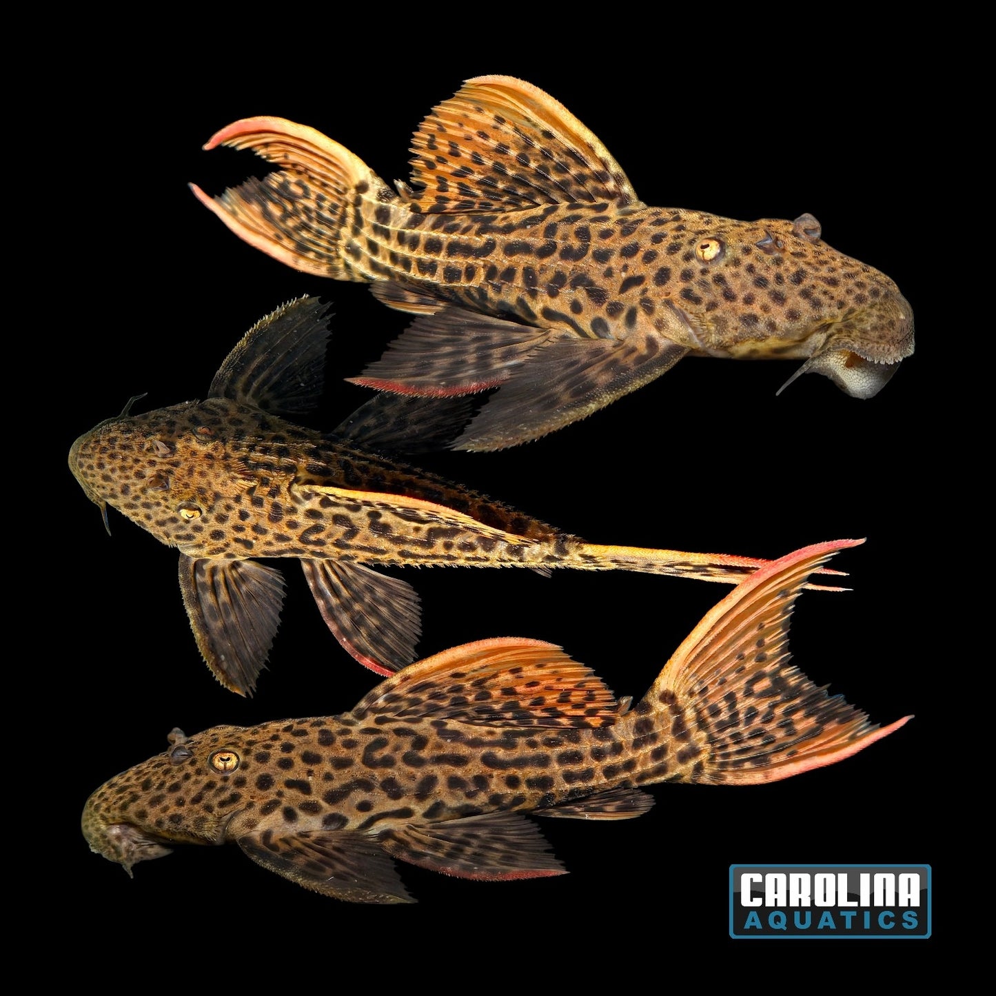 Pleco - Scarlet Cactus L-025 7-8in