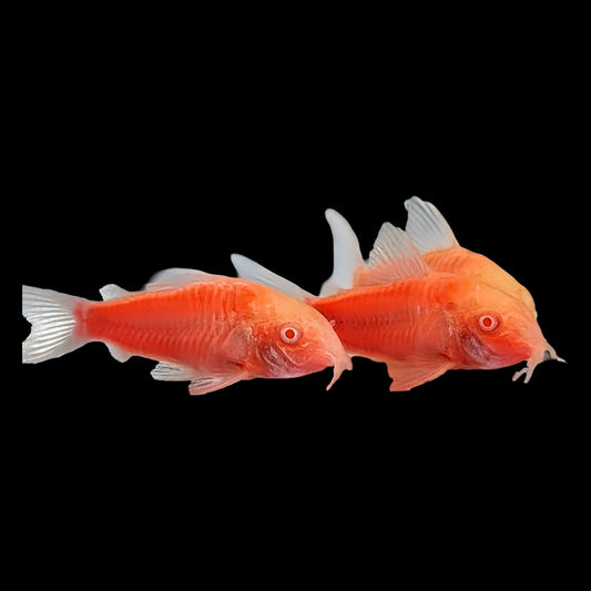 GloFish® - Cory Moonrise Pink
