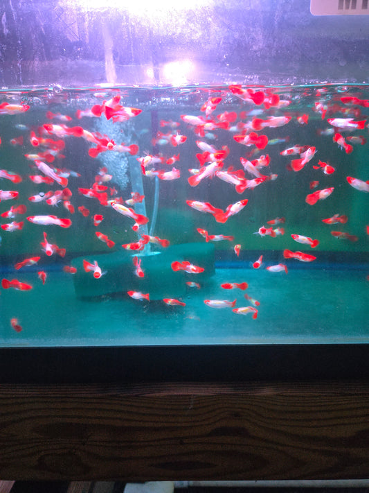 Guppy - Miracle Koi Red