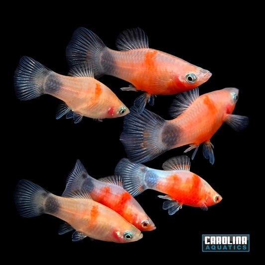 Platy - Red Tiger