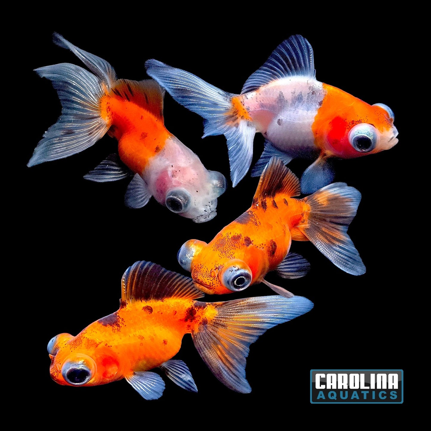 Goldfish - Telescope Asst. Imported