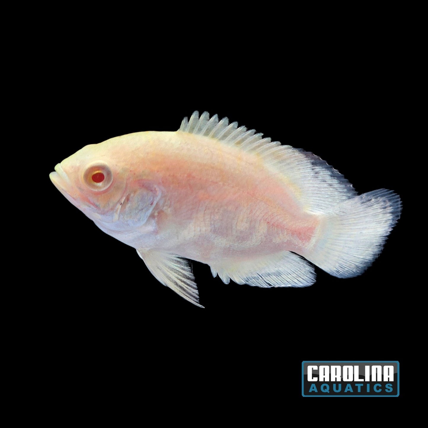 Oscar - Snow White Albino 2in