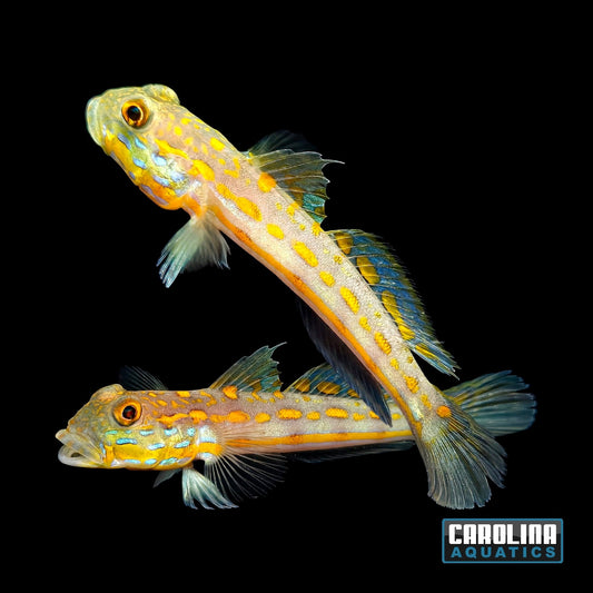Goby - Diamond Sm
