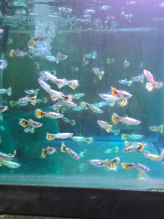 Guppy - Half Moon Yellow Tiger