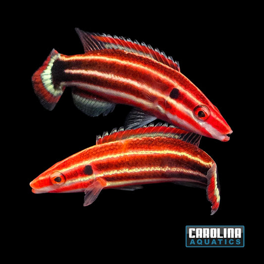 Hogfish - Candy Striped