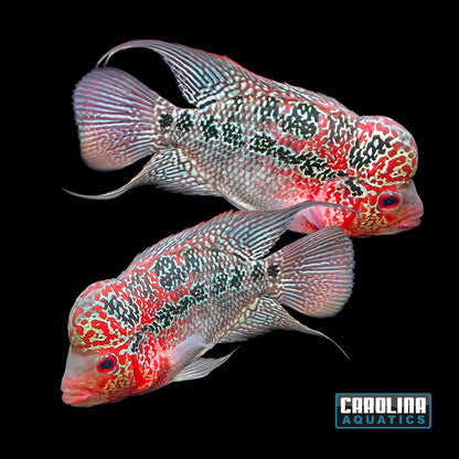 Cichlid - Flowerhorn Humphead A Grade 4in