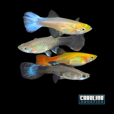Guppy - Asst Female