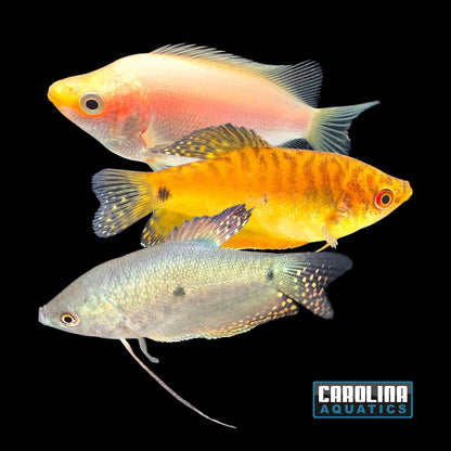 Gourami - Asst. Lg