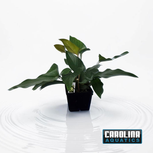 Anubias Hastifolia Mother Potted