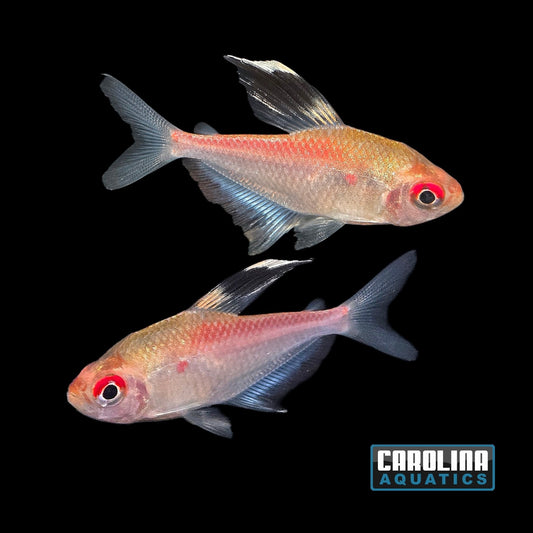 Tetra - Bleeding Heart Flameback M/L