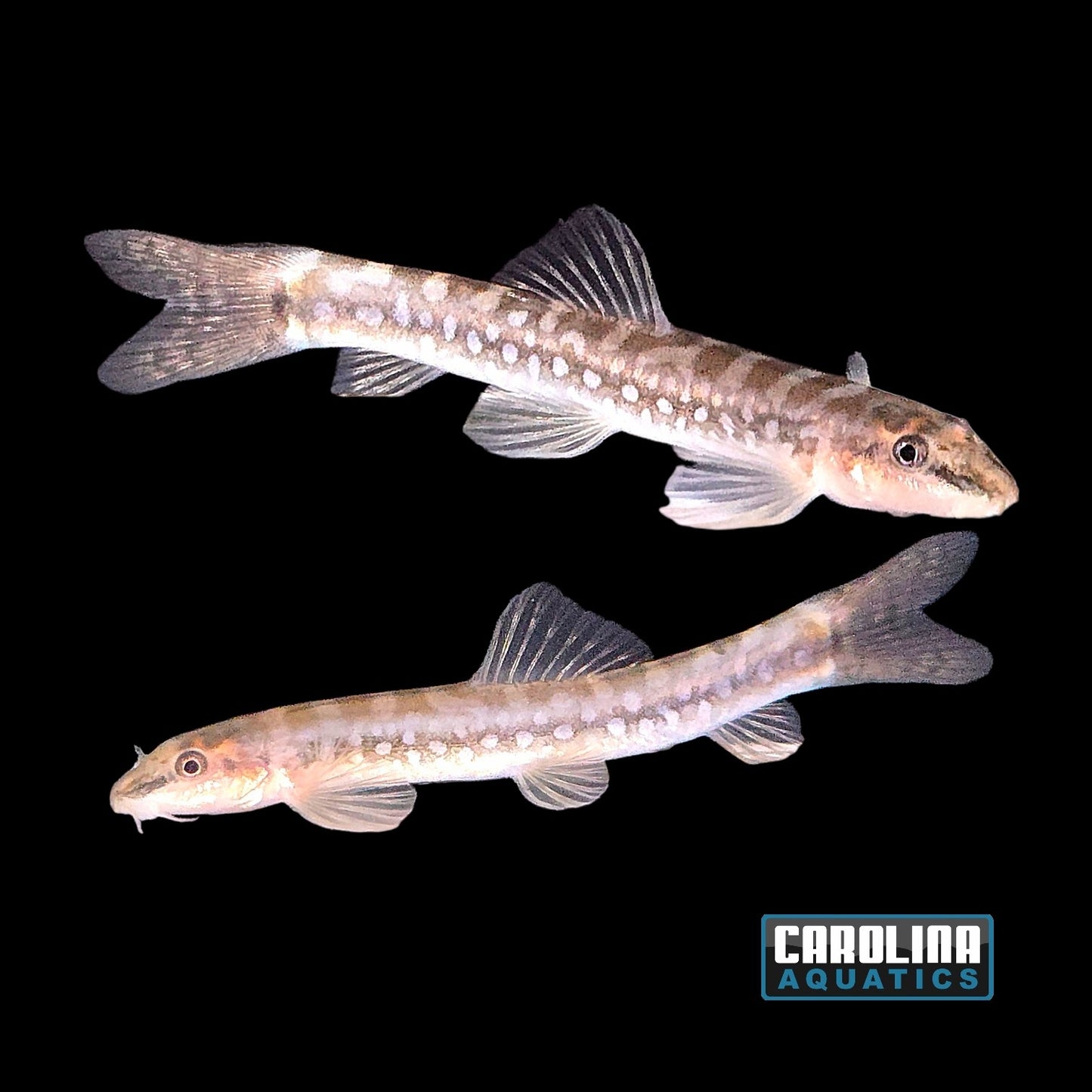 Loach - Malabar Galaxy Med