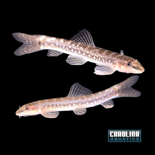 Loach - Malabar Galaxy Med