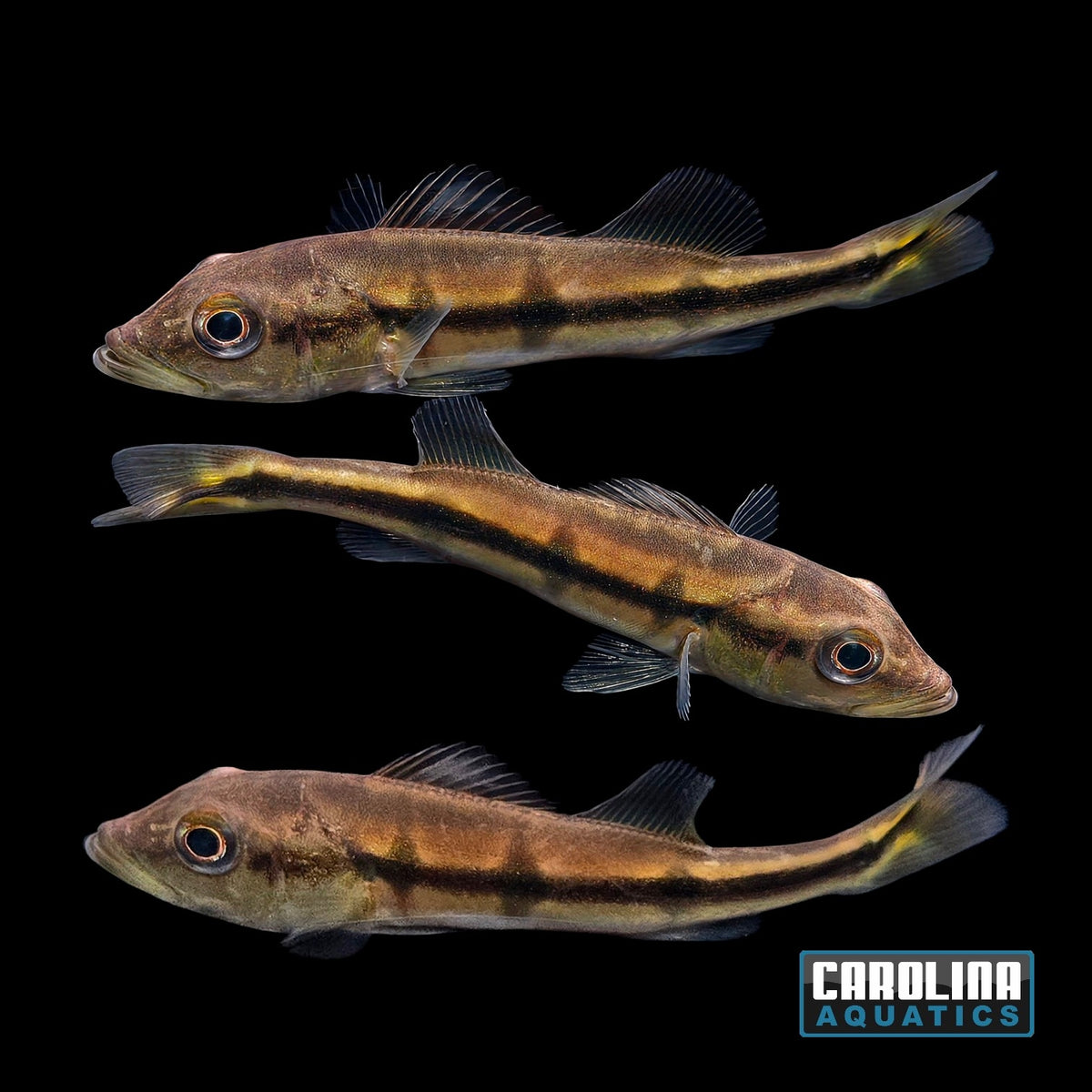 Cichlid - Peacock Bass Temensis 3-3.5in