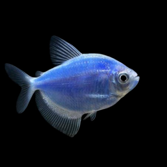 GloFish® - Tetra Cosmic Blue