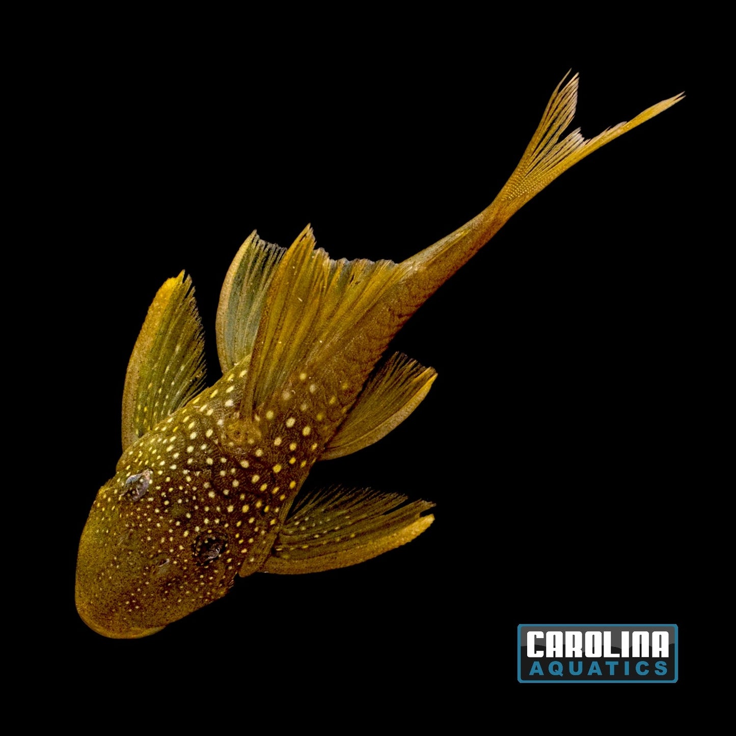Pleco - Green  Phantom L-200 2.5in
