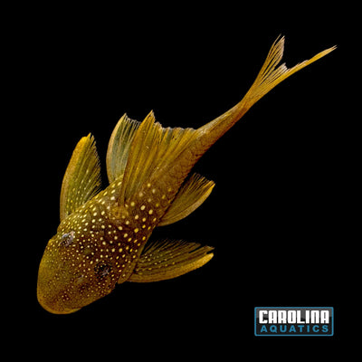 Pleco - Green  Phantom L-200 2.5in