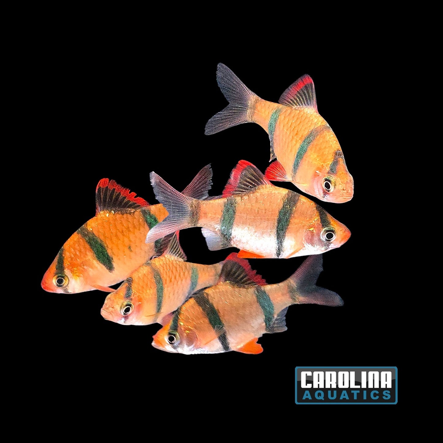 Barb - Tiger Med