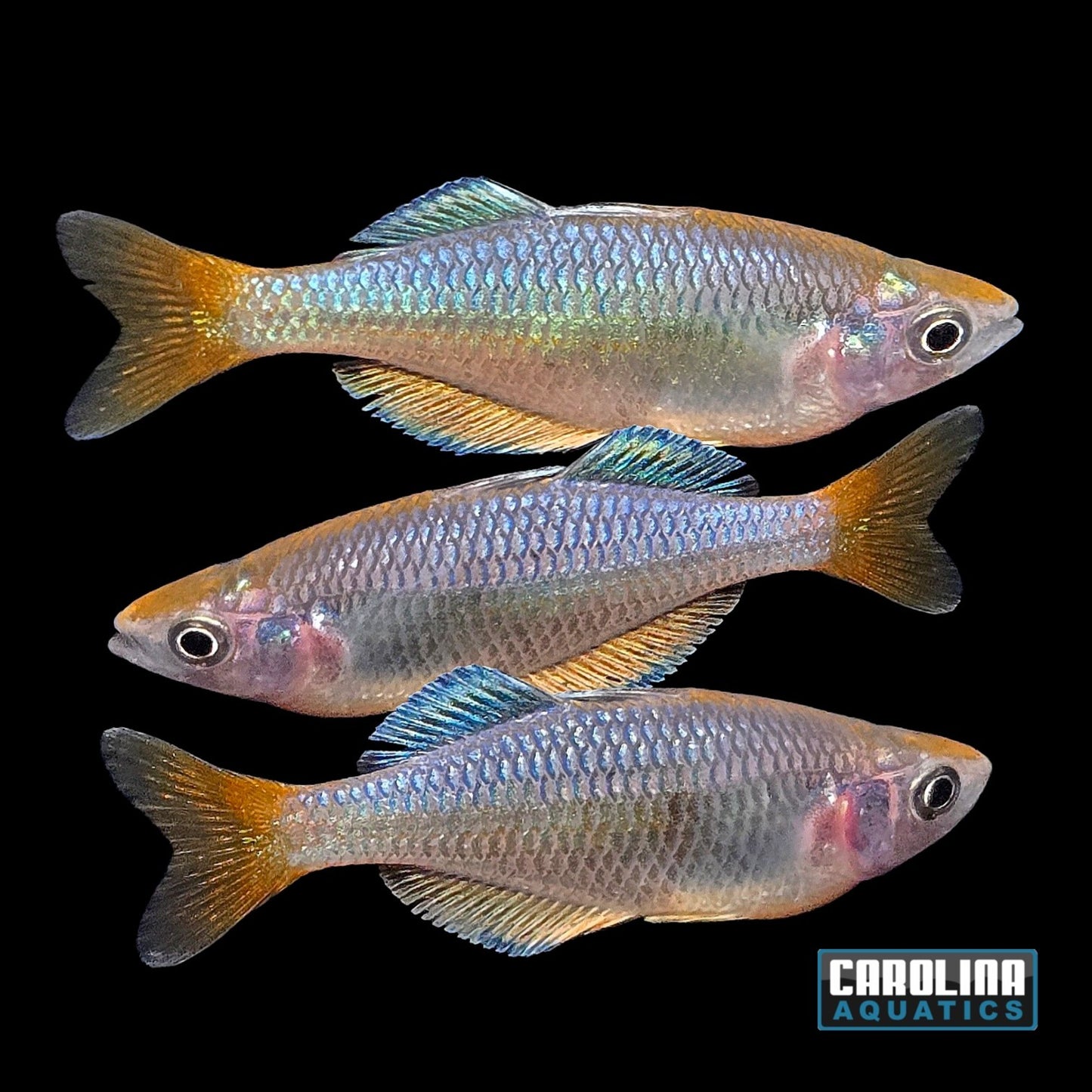 Rainbow - Dwarf Kali Tawa Wild Med