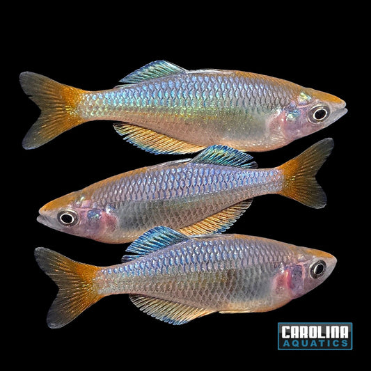 Rainbow - Dwarf Kali Tawa Wild Med