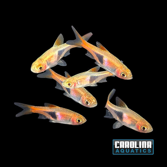Rasbora - Rasbora Harlequin Lg