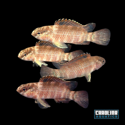 Misc - Badis Rose