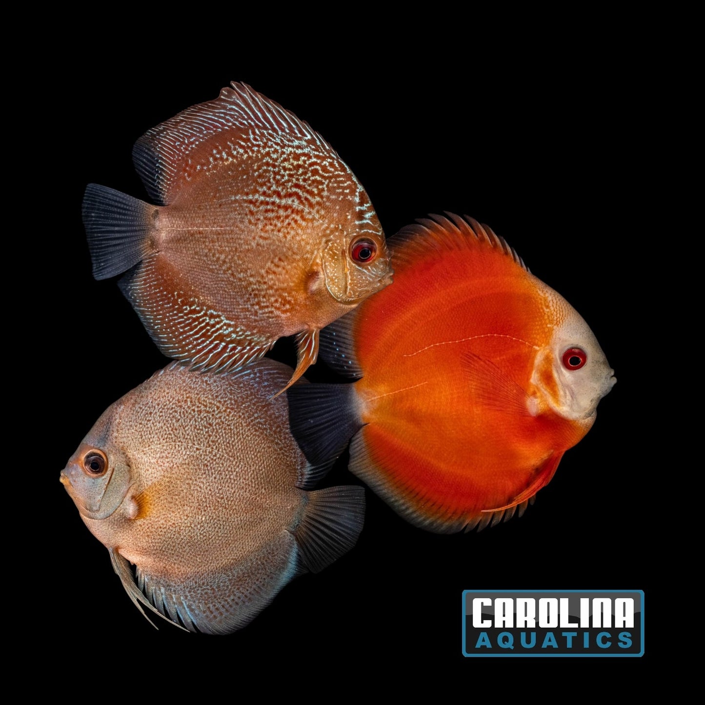 Discus - Asst. 3.5in.