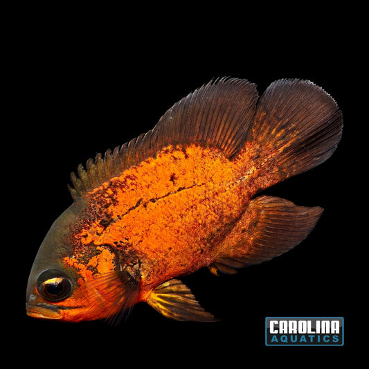 Oscar - Black/Red Chili 3-3.5in