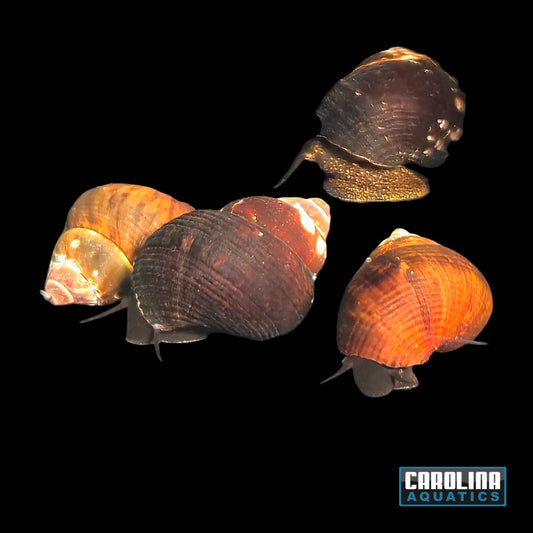 Invert - Snail Triangle Rabbit