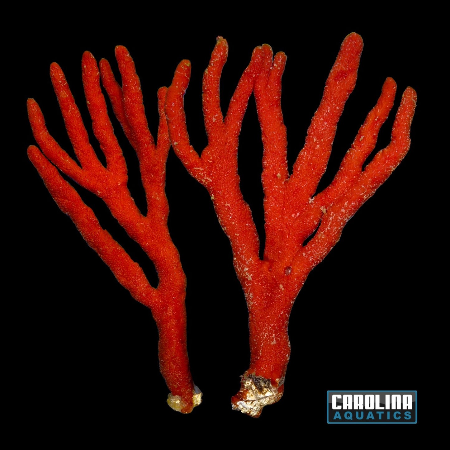 Sponge - Tree Red