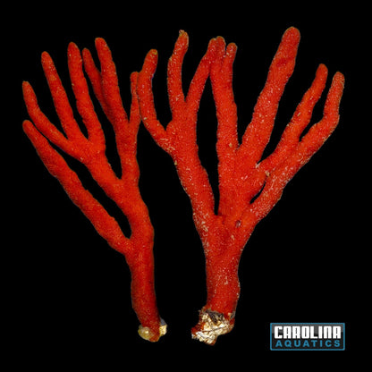 Sponge - Tree Red