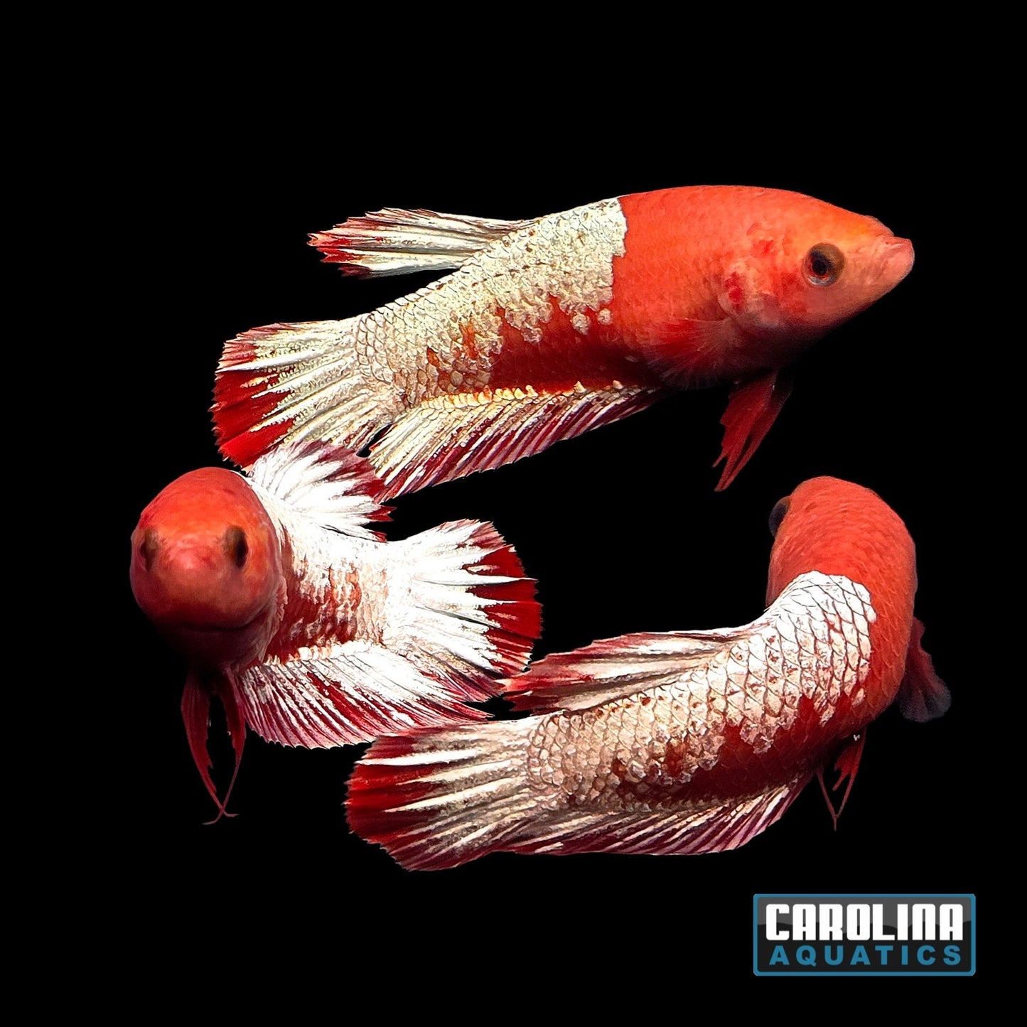 Betta - Red Cap Fancy Copper Female