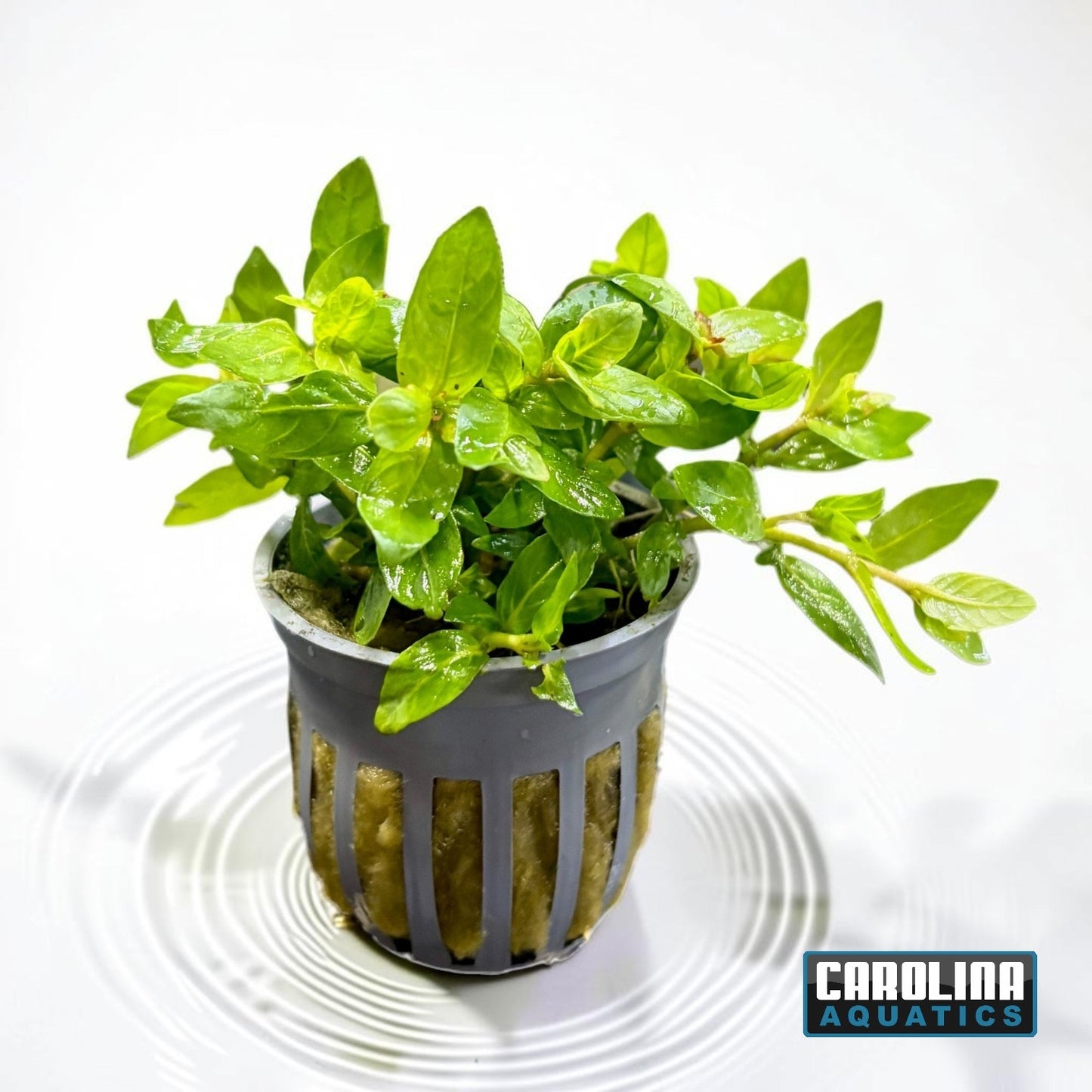 Staurogyne Potted