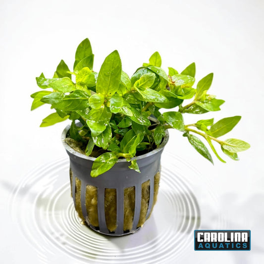 Staurogyne Potted