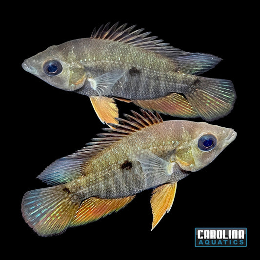 Cichlid - Basketmouth 3in