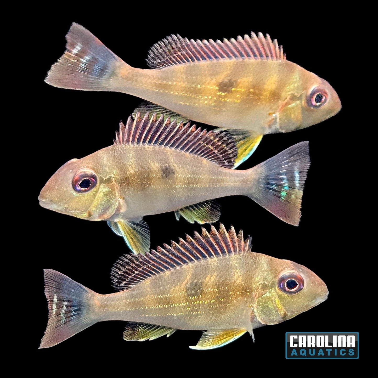 Cichlid - Eartheater Dicrozoster Med