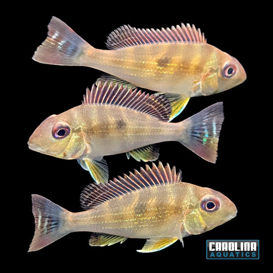Cichlid - Eartheater Dicrozoster Med